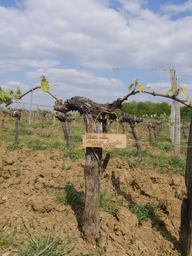 Виноградник на урожай